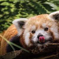 Beloved Red Panda Khumbie’s Cause Of Death Revealed At Philadelphia Zoo
