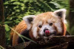 Beloved Red Panda Khumbie’s Cause Of Death Revealed At Philadelphia Zoo